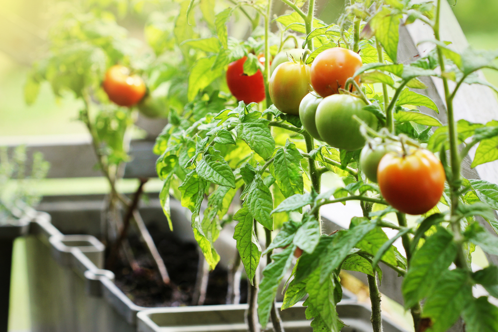 pestovanie paradajok na balkóne