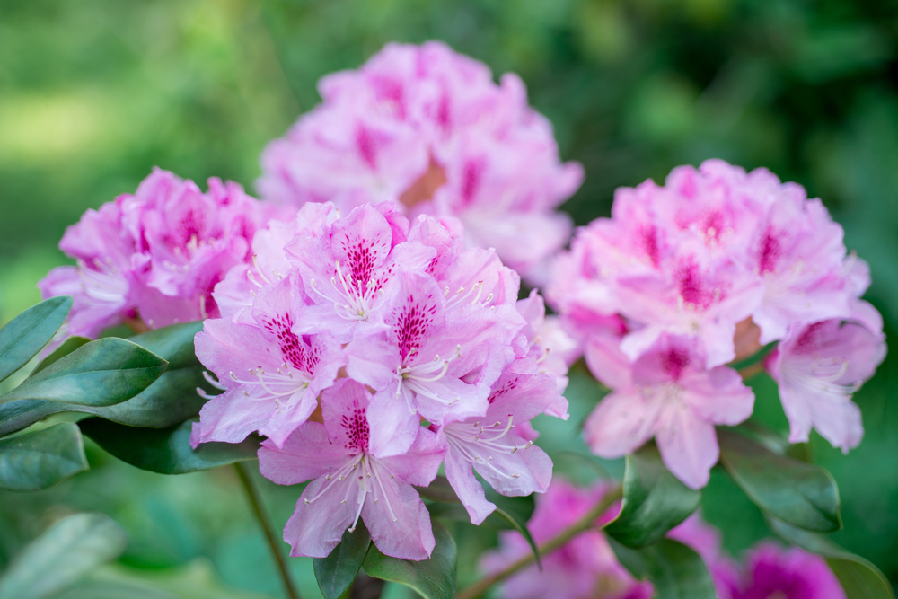 Rododendron