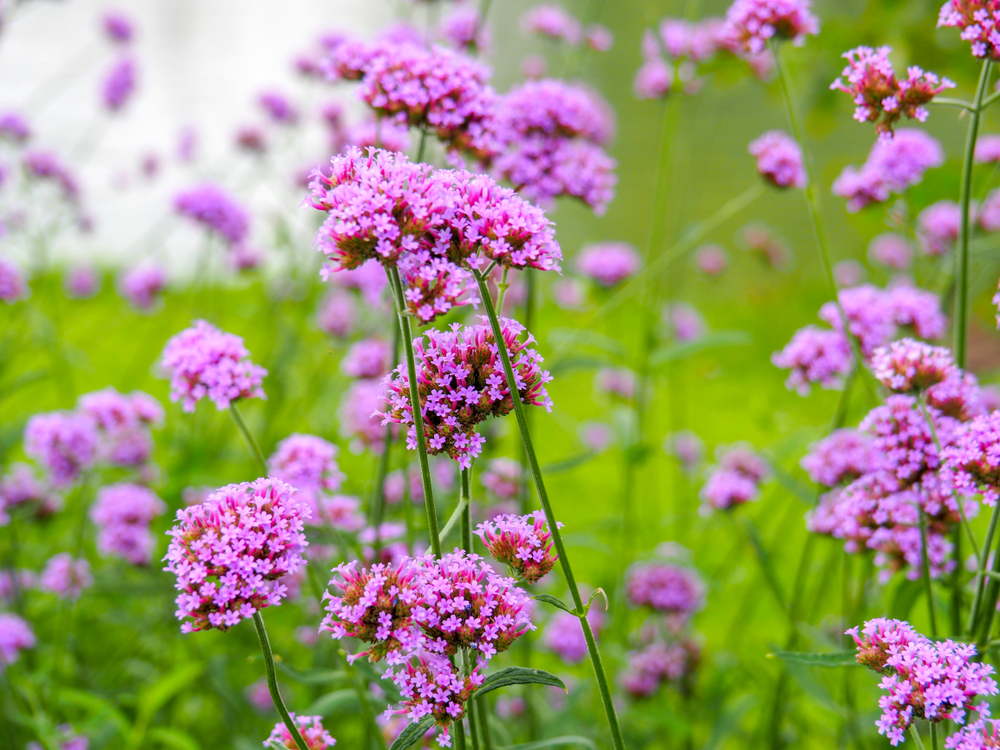 trvalka verbena