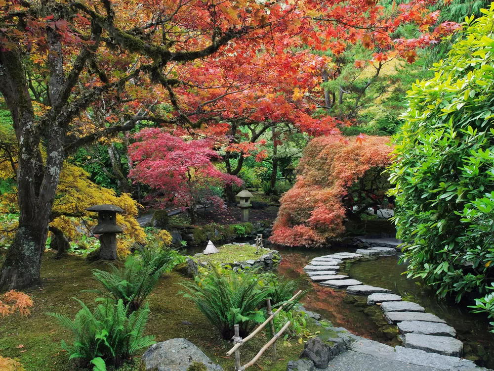 japonská záhrada rastliny