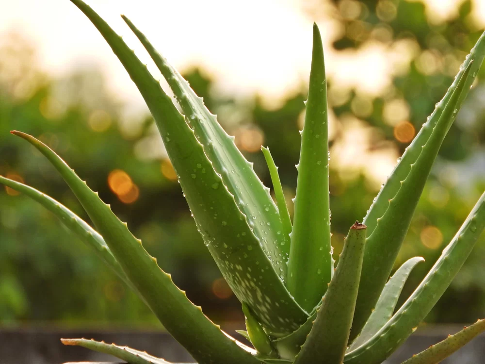 rastlina aloe vera