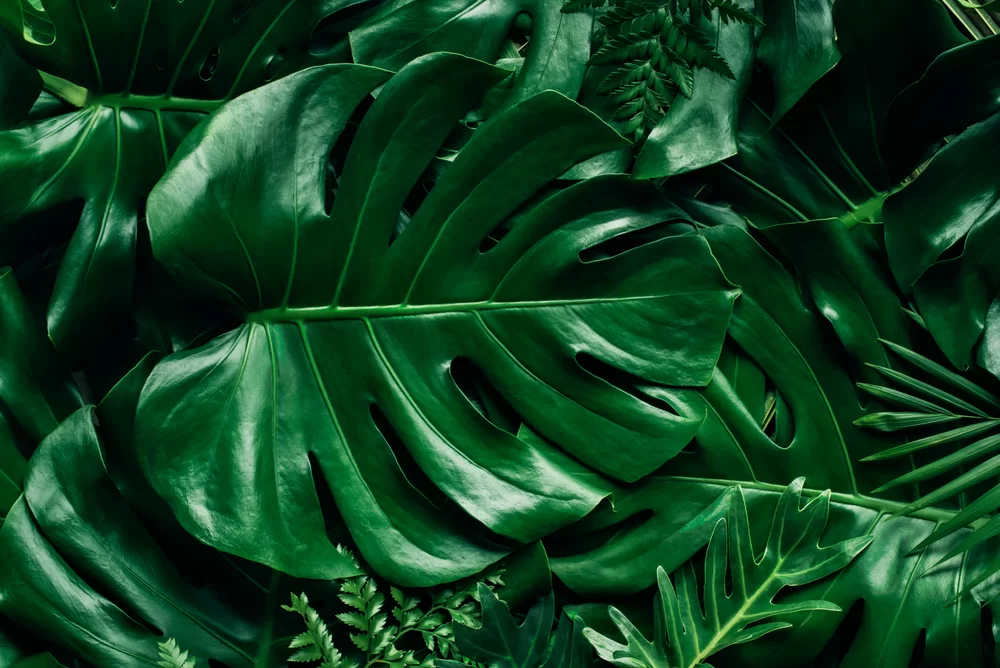 pestovanie rastliny monstera