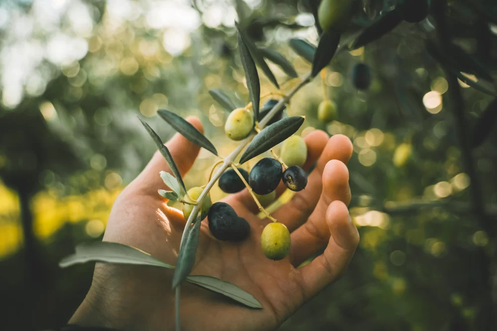 olivovník európsky