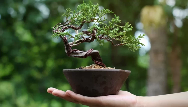 pestovanie bonsaja