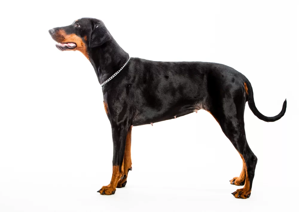 doberman vs rotvajler