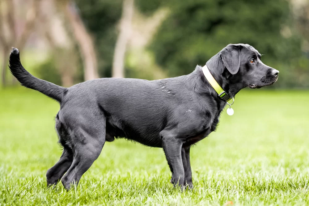 plemeno psa labrador