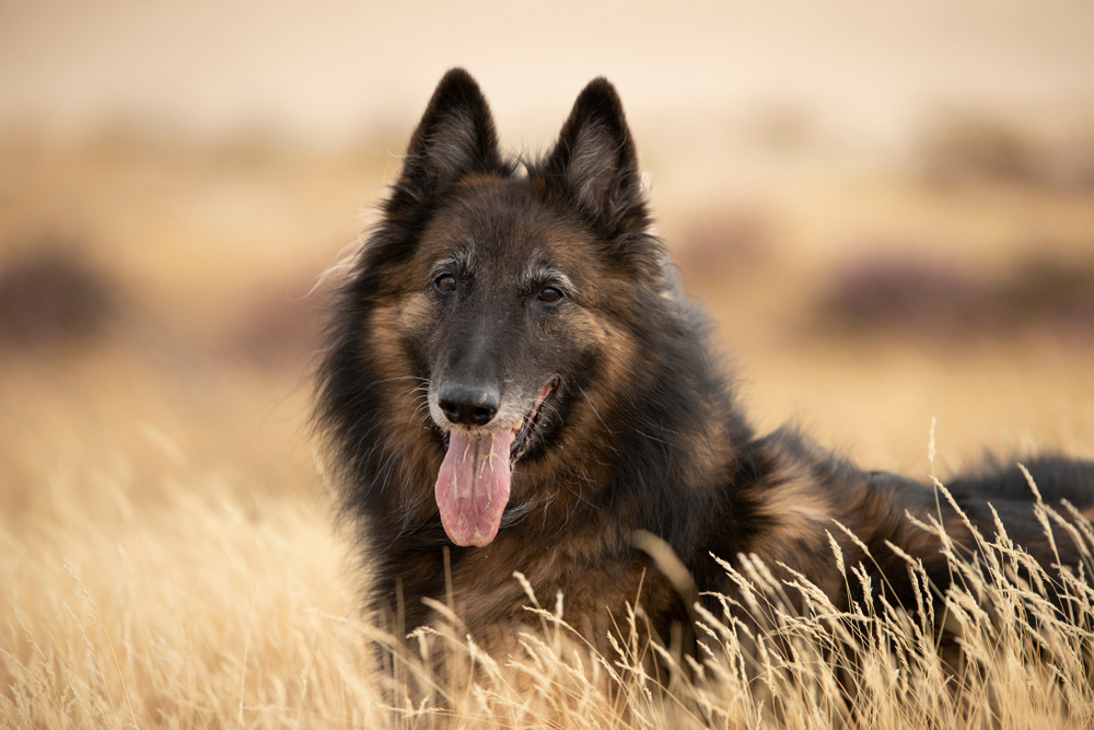 belgický ovčiak tervuren 