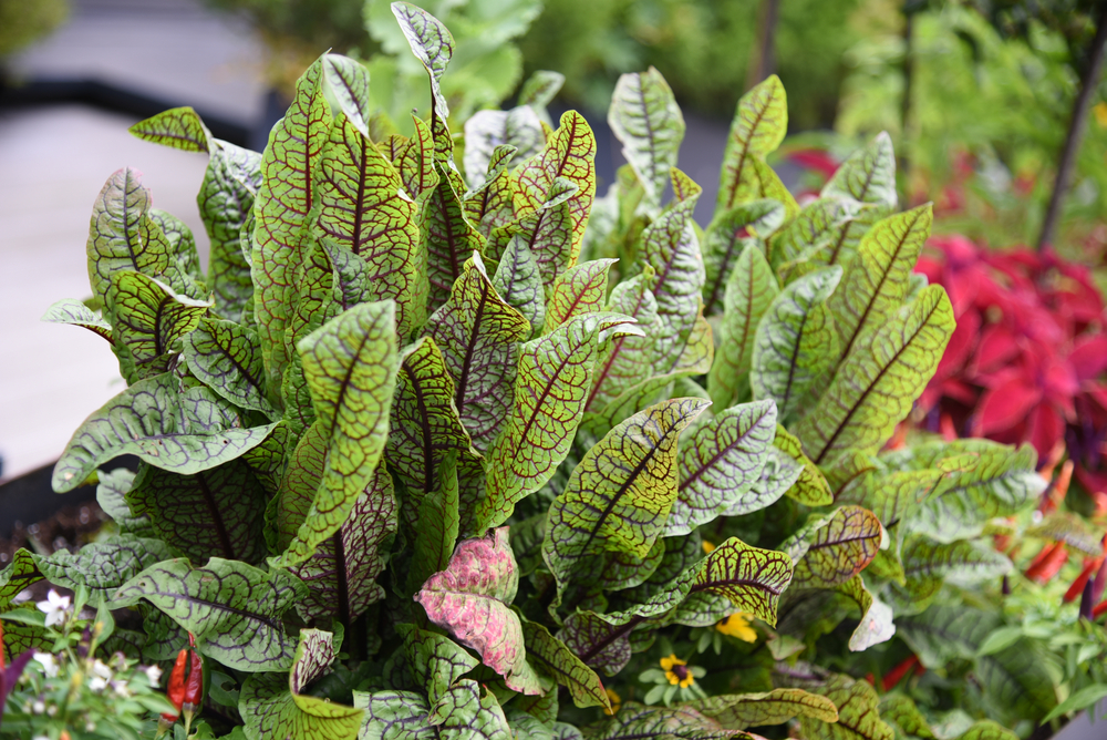 štaveľ rumex sanguineus