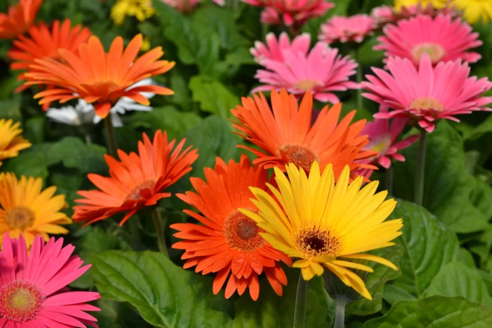 gerbera