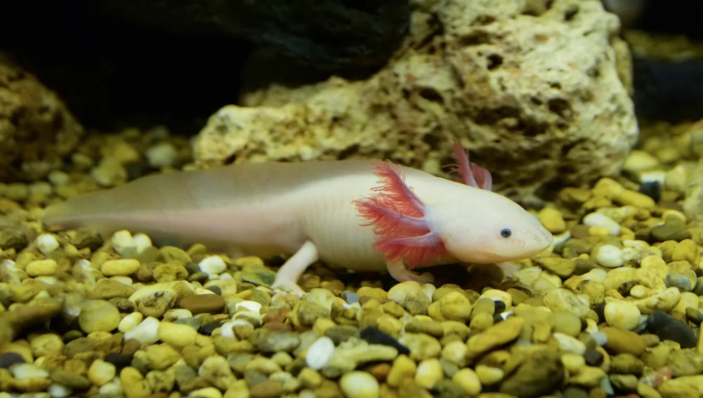axolotl a jeho chov