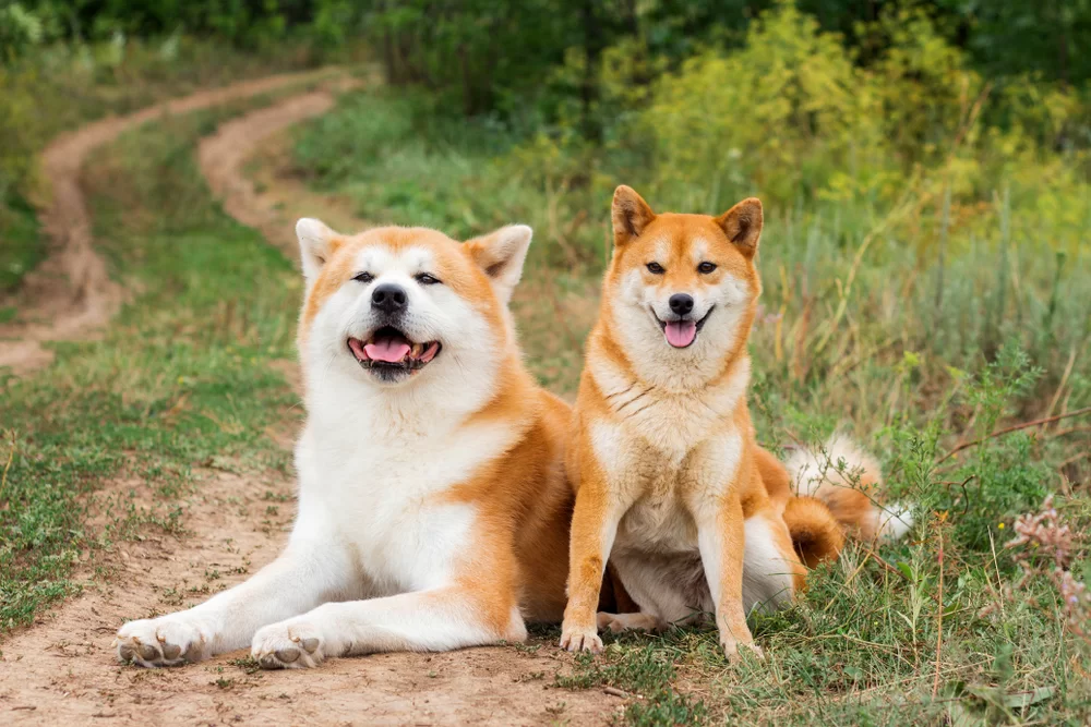 shiba inu vs. akita inu