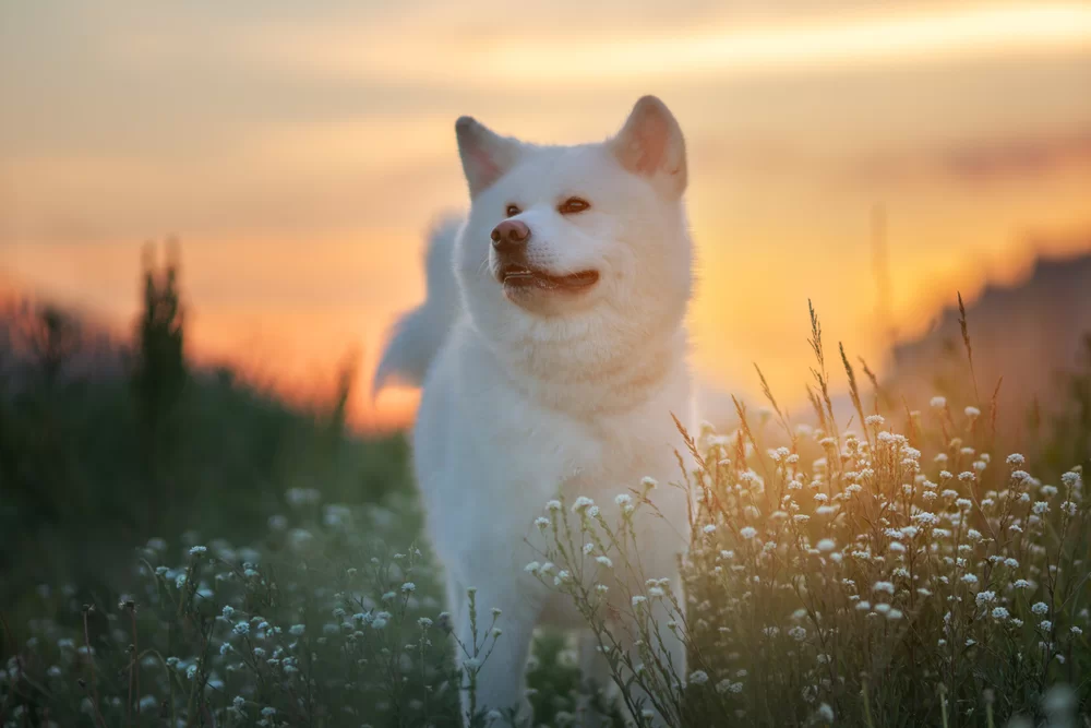 pes akita inu