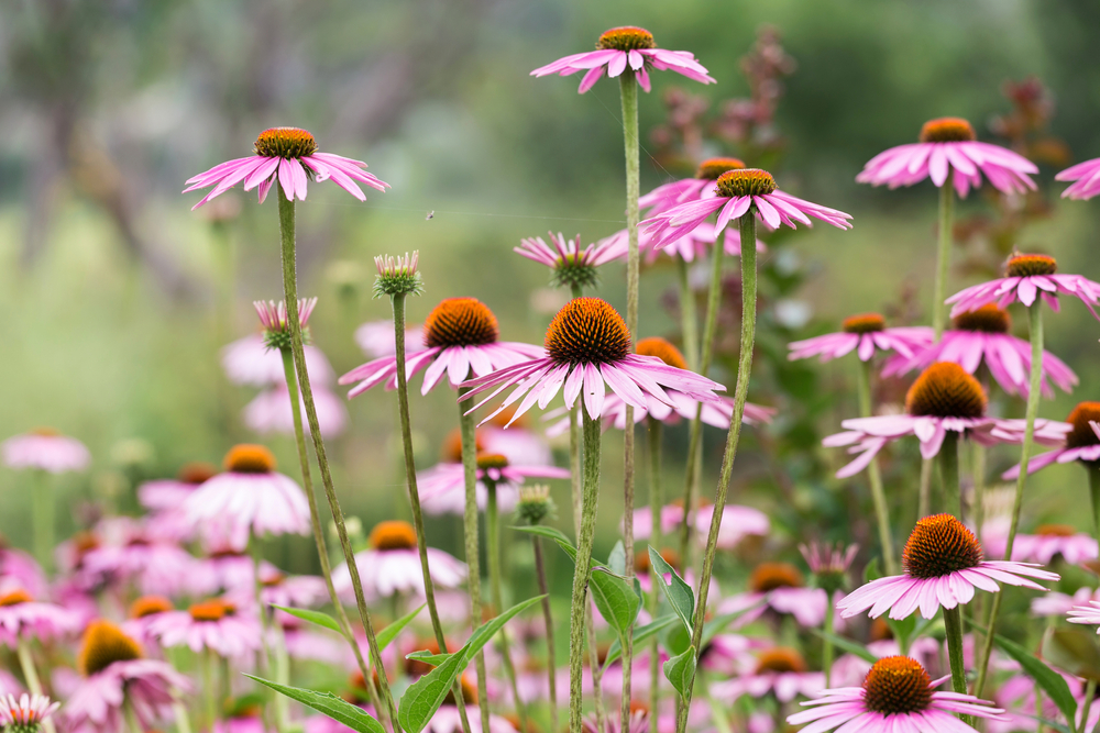 echinacea purpurea