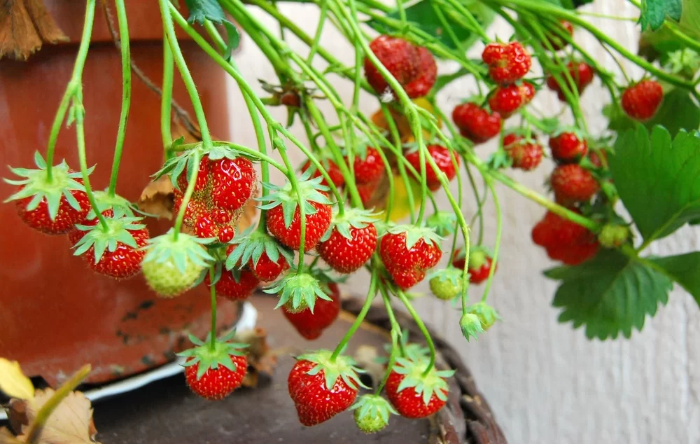 jahody pestované na balkóne