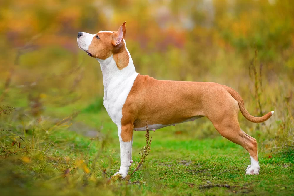 stafordsšírsky bulteriér farby