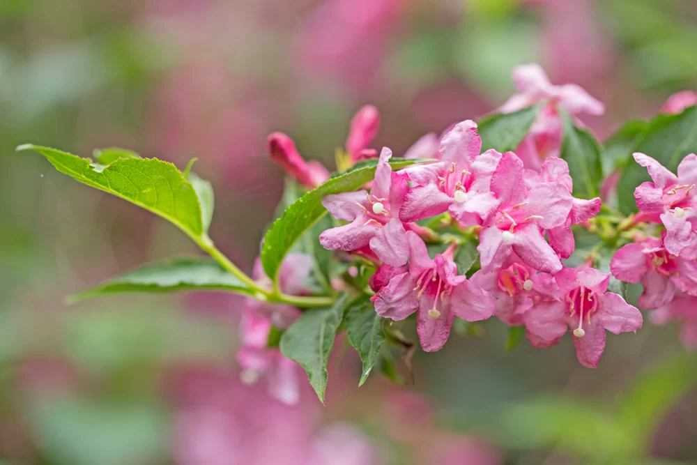 pestovanie vajgélie