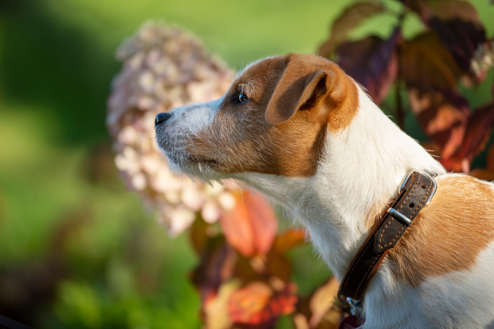 Parson Jack Russel