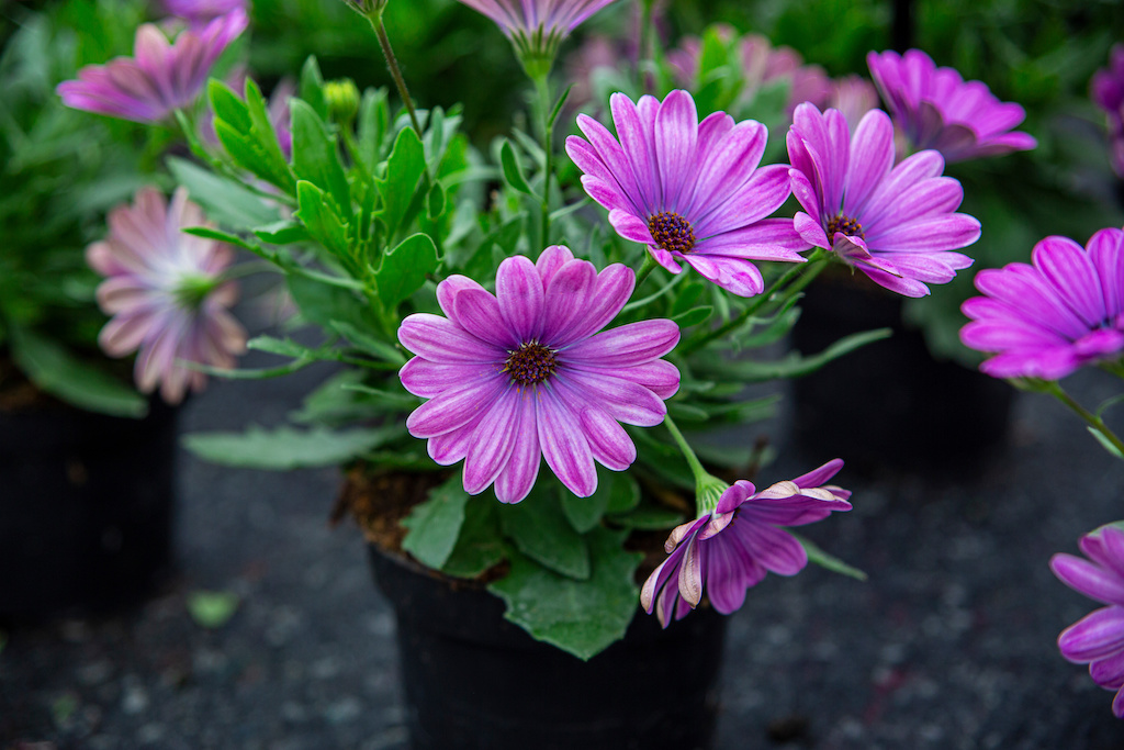 kvet osteospermum