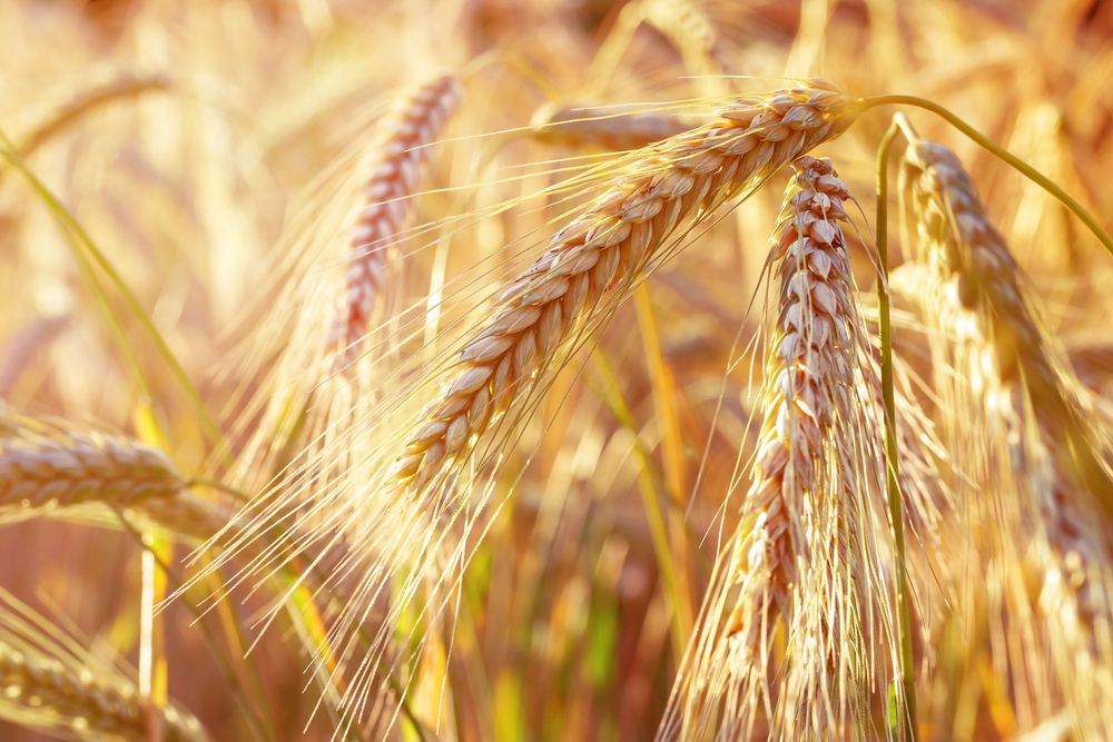 Pestovanie špaldovej pšenice