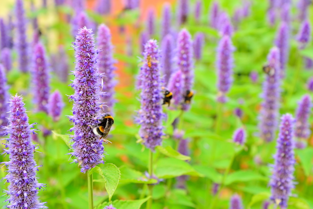 Agastache v záhone, kde na rozkvitnuté kvety lietajú včely. 