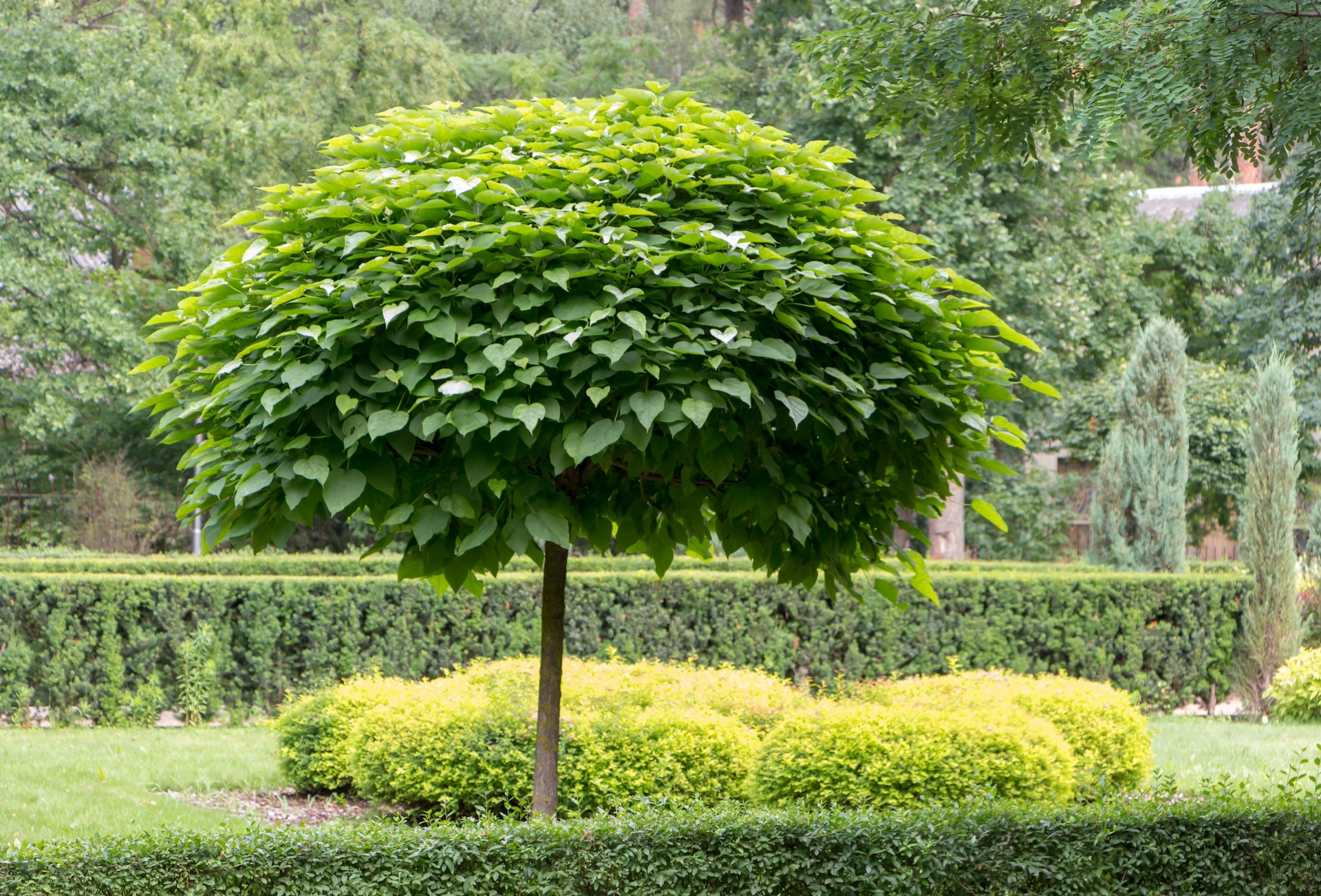 okrasný strom katalpa