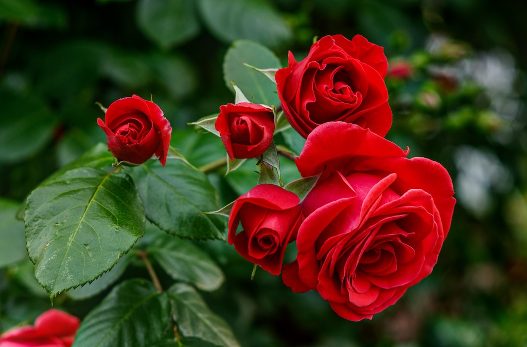 červené záhradné ruže