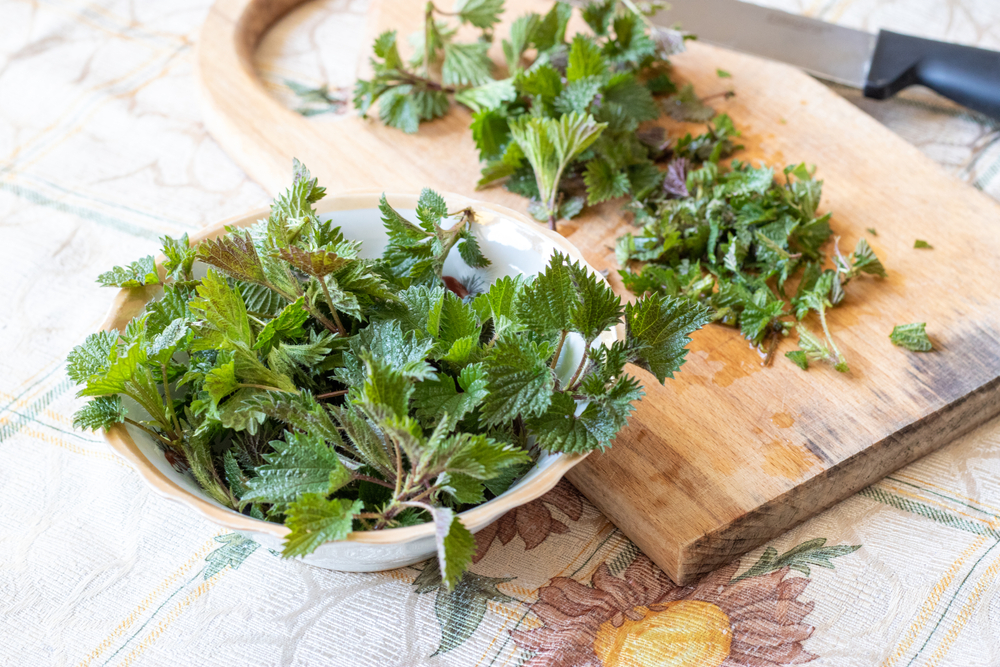 sušená žihľava na žihľavový čaj